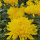 Aurora Flowershop - Yellow Crysant (Standart)
