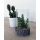 Asna Decorative Artificial Plants in Clear Glass