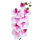 Anggrek Phalaenopsis X9 White Purple