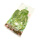 Cl Hidroponik Kale Per Pack