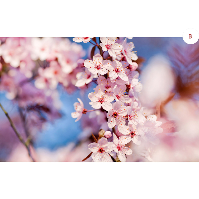 7D Spring Korea Jeju Cherry Blossom Anak (Twin Share)