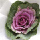 Aurora Flowershop - Purple Brassica