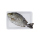 Blessing Fish Ikan Baronang 1 kg [3 - 4 Ekor Per Kg]